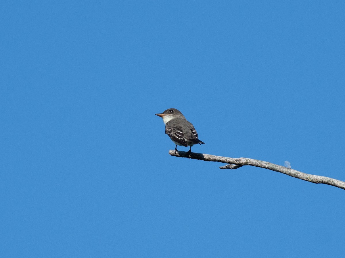 Olive-sided Flycatcher - Henry  Trimpe