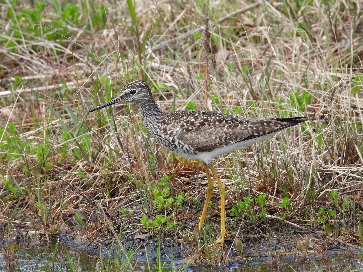 Lesser Yellowlegs - Jim Lind