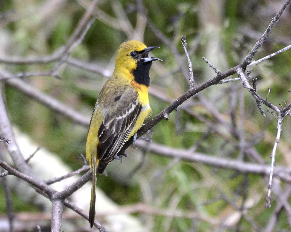 Orchard Oriole - David Kennedy