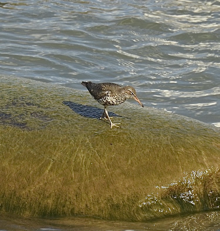 Spotted Sandpiper - Helen Bolgrien