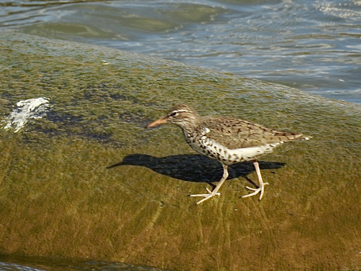 Spotted Sandpiper - Helen Bolgrien