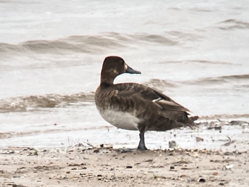 Lesser Scaup - Aaron  Brees