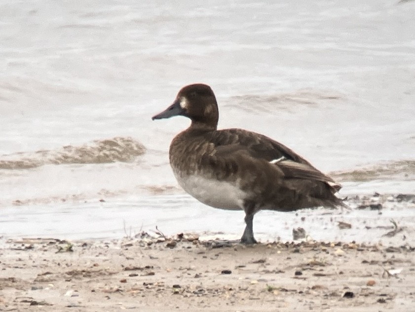 Lesser Scaup - Aaron  Brees