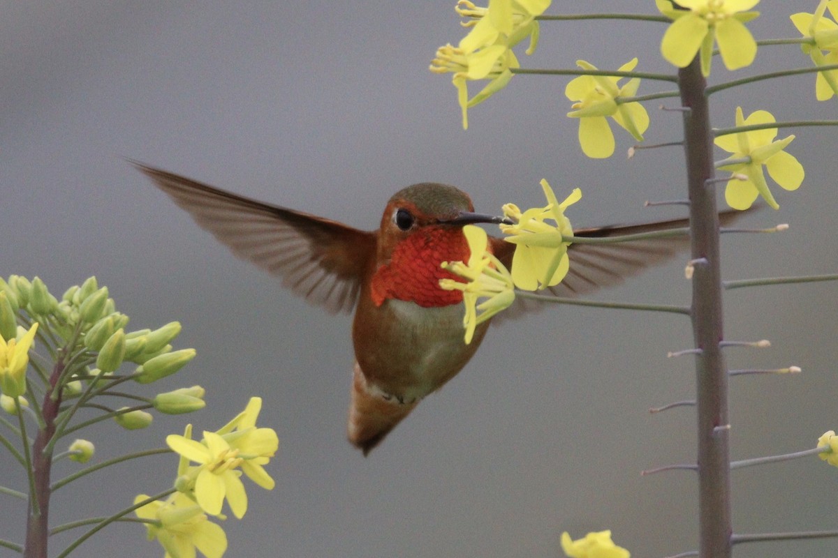 Allen's Hummingbird - Brendon Westerhold