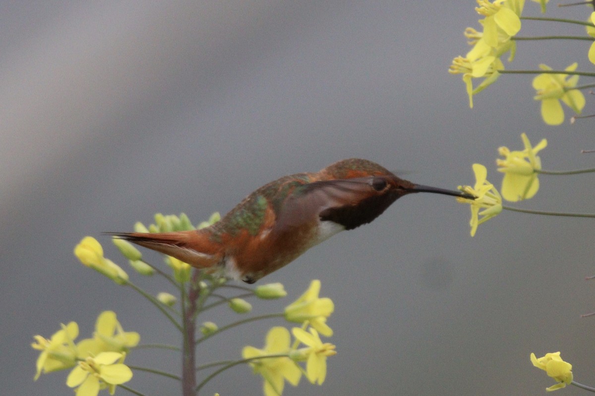 Allen's Hummingbird - Brendon Westerhold