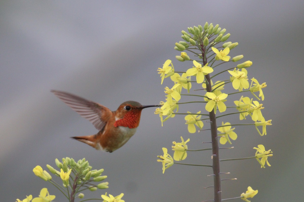 Allen's Hummingbird - Brendon Westerhold