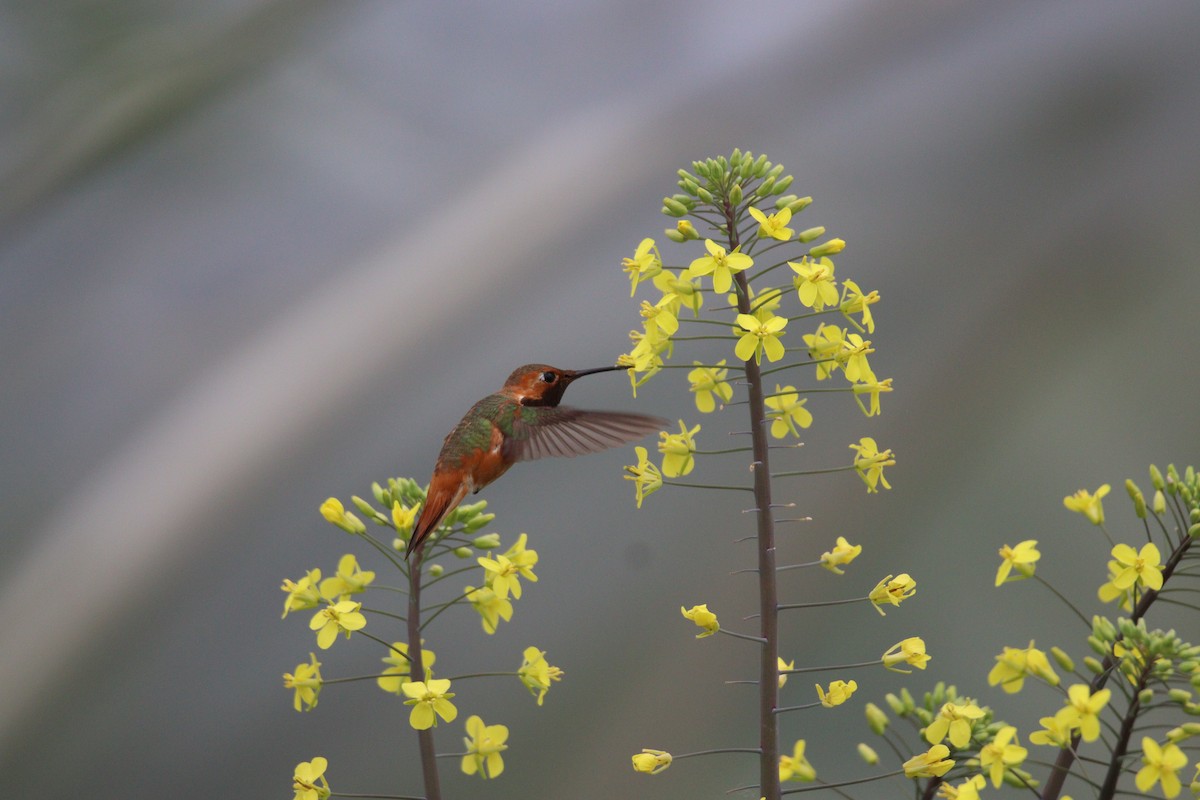 Allen's Hummingbird - Brendon Westerhold
