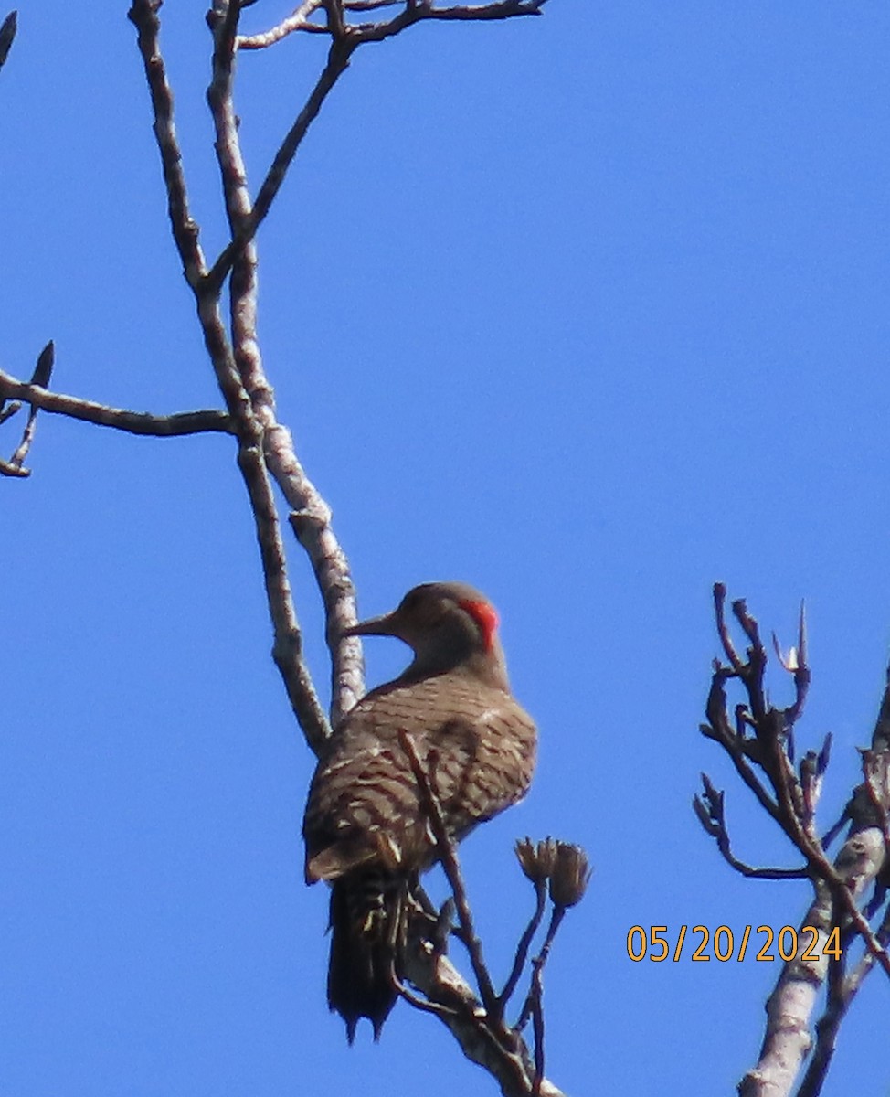 Northern Flicker - Penelope Reighart