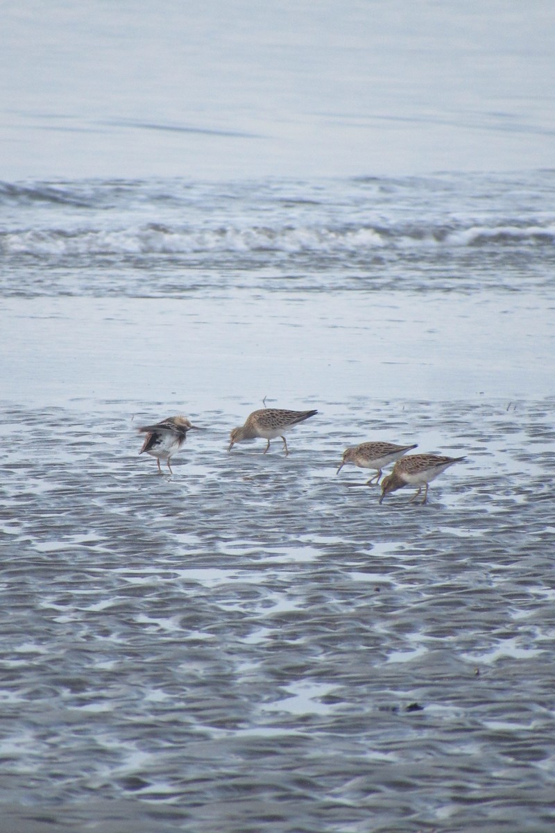 Graubrust-Strandläufer - ML619462079