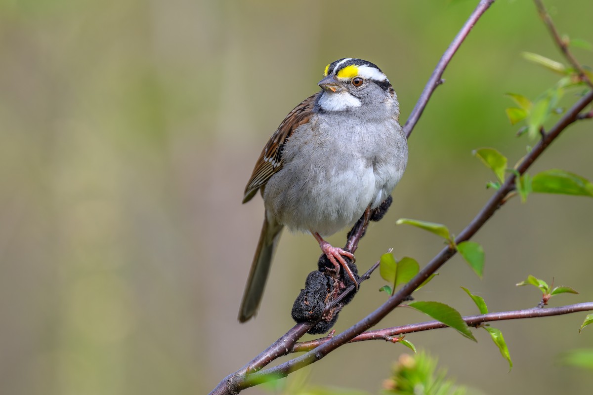 White-throated Sparrow - Simon Villeneuve