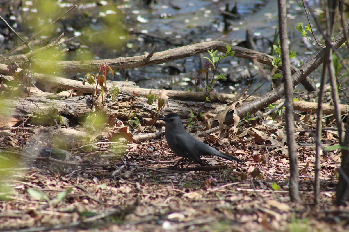 kattespottefugl - ML619462086