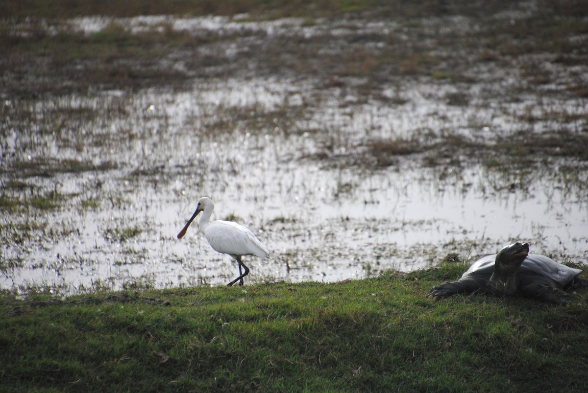 Eurasian Spoonbill - Alyssa DeRubeis