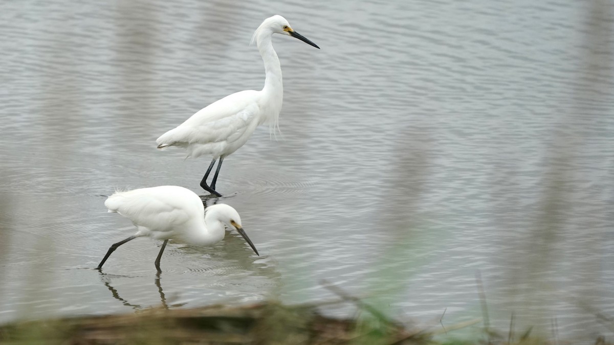 Snowy Egret - ML619462089