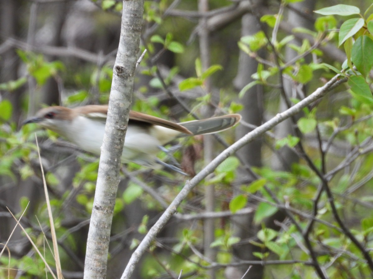 Black-billed Cuckoo - Jim Lind