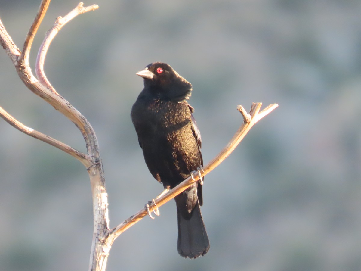 Bronzed Cowbird - Carol Comeau