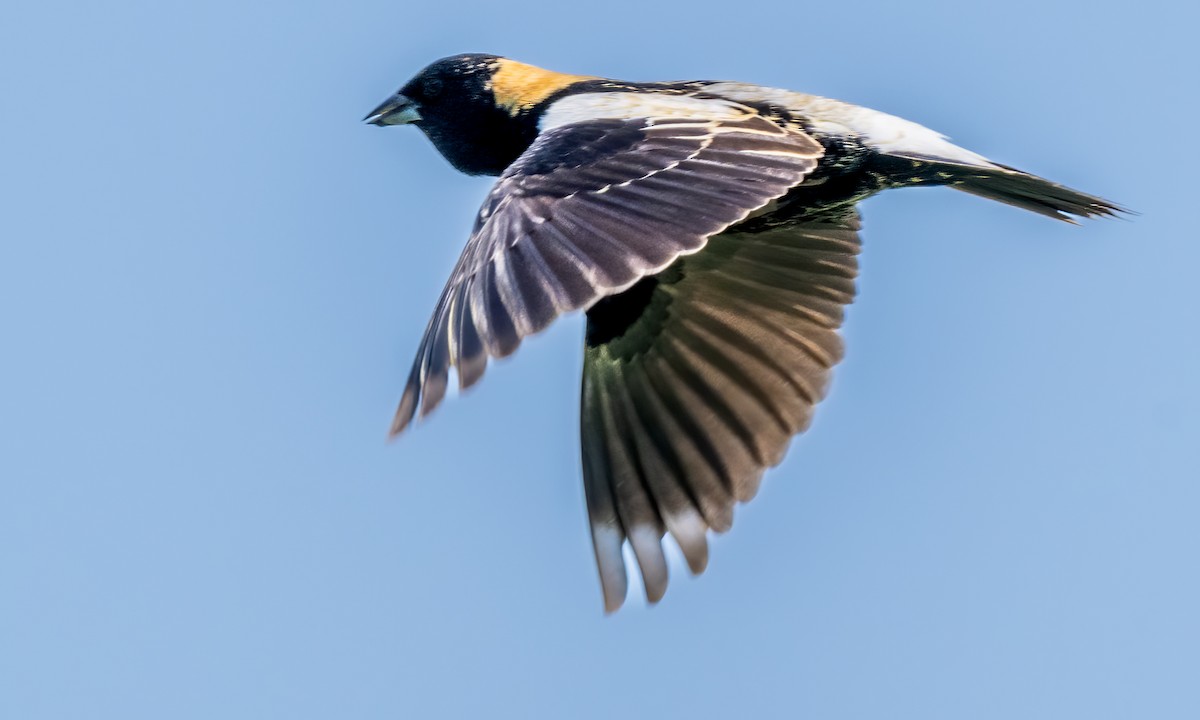 Bobolink - Jim Carroll