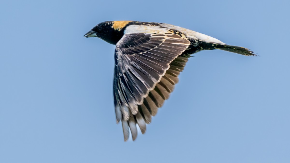 Bobolink - Jim Carroll