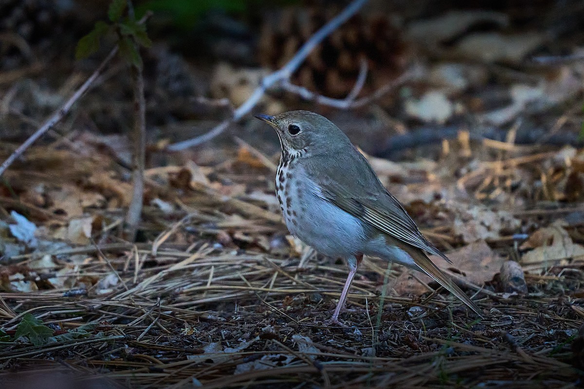 Hermit Thrush - Julie Laity