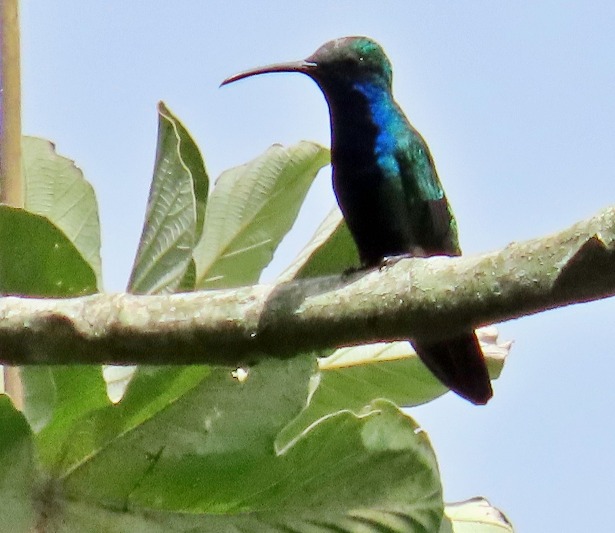 Black-throated Mango - Manuel Pérez R.