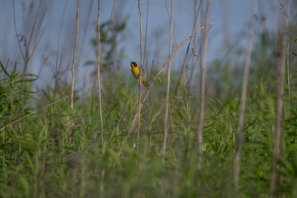 Common Yellowthroat - Helen M