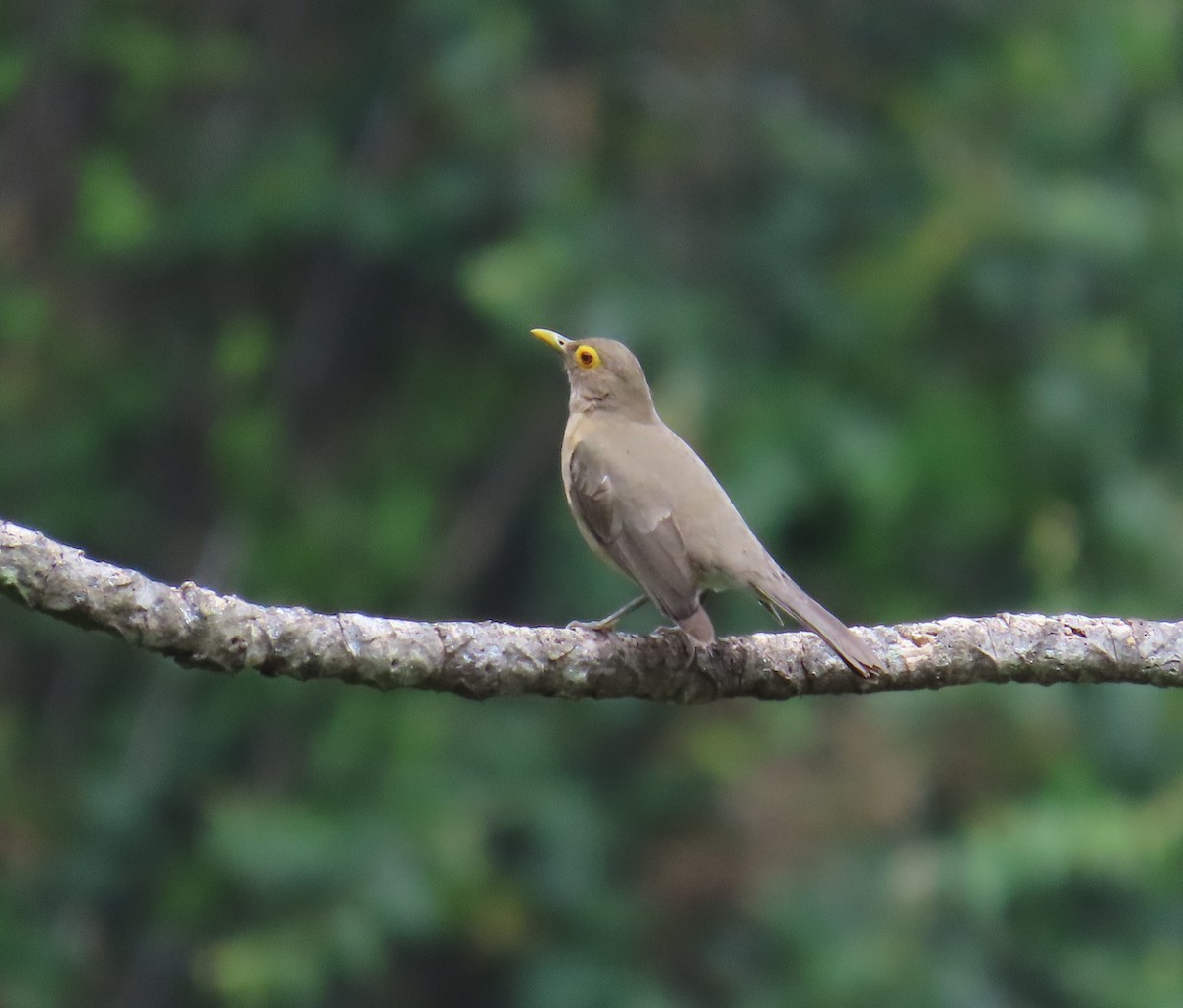 Spectacled Thrush - ML619462163