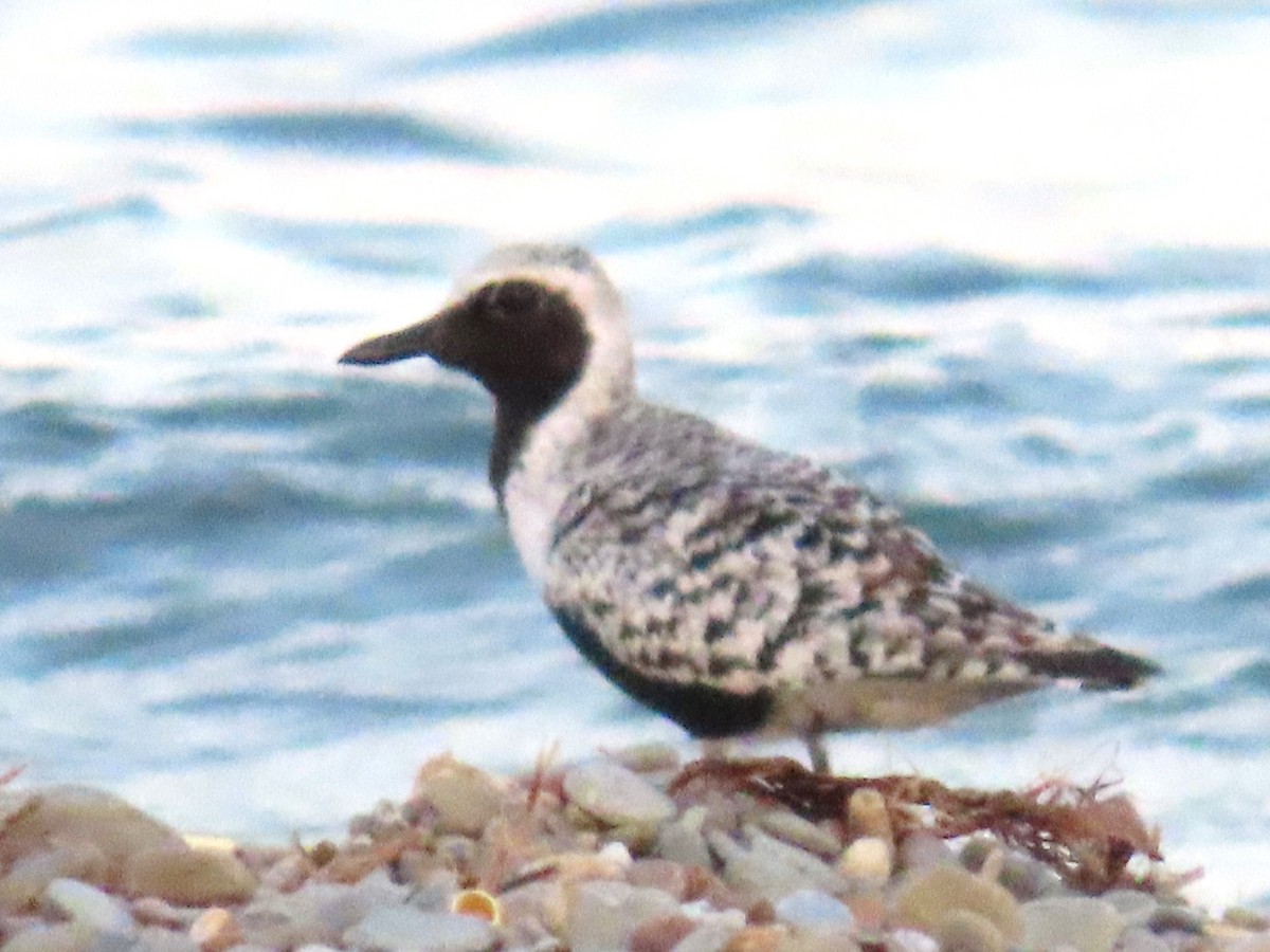 Black-bellied Plover - dave chase