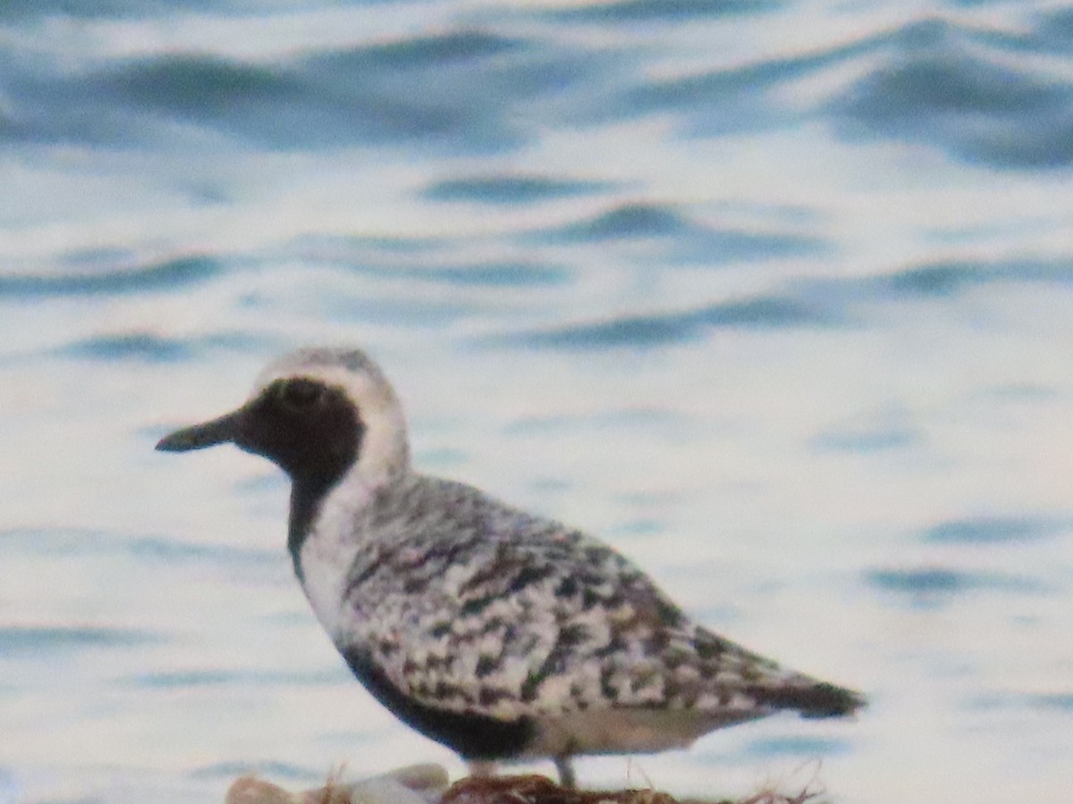 Black-bellied Plover - ML619462168