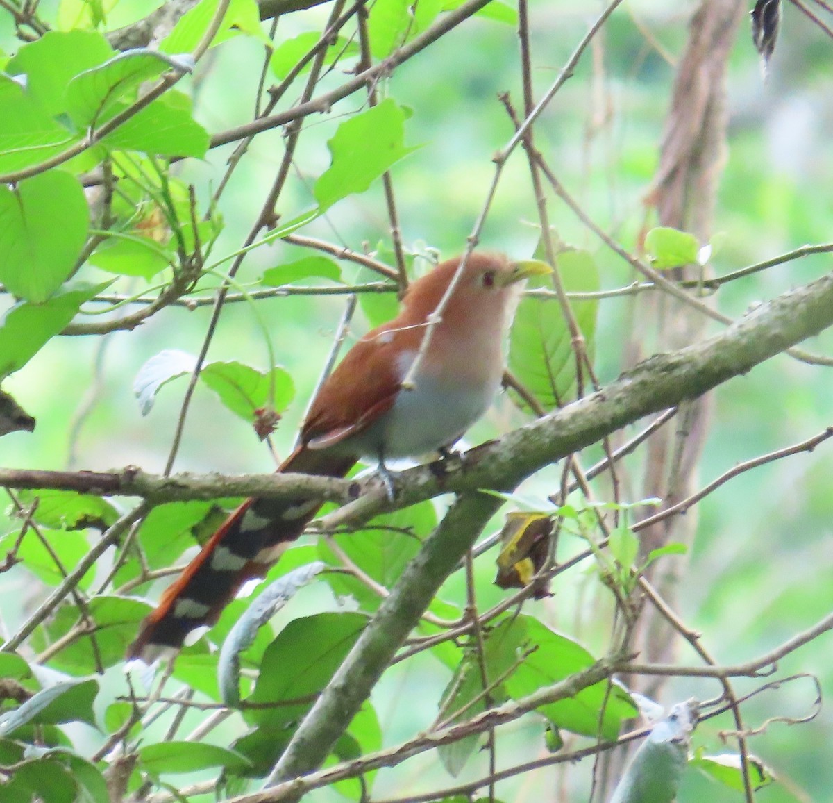 Squirrel Cuckoo - ML619462174