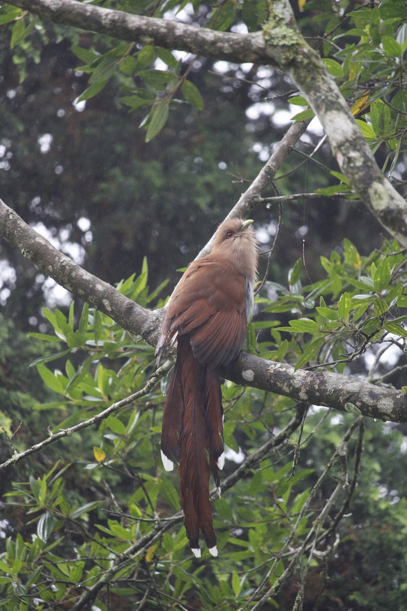 Squirrel Cuckoo - Daniel Tambara Silva