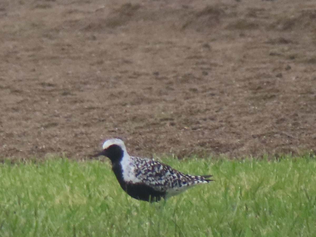 Black-bellied Plover - ML619462189