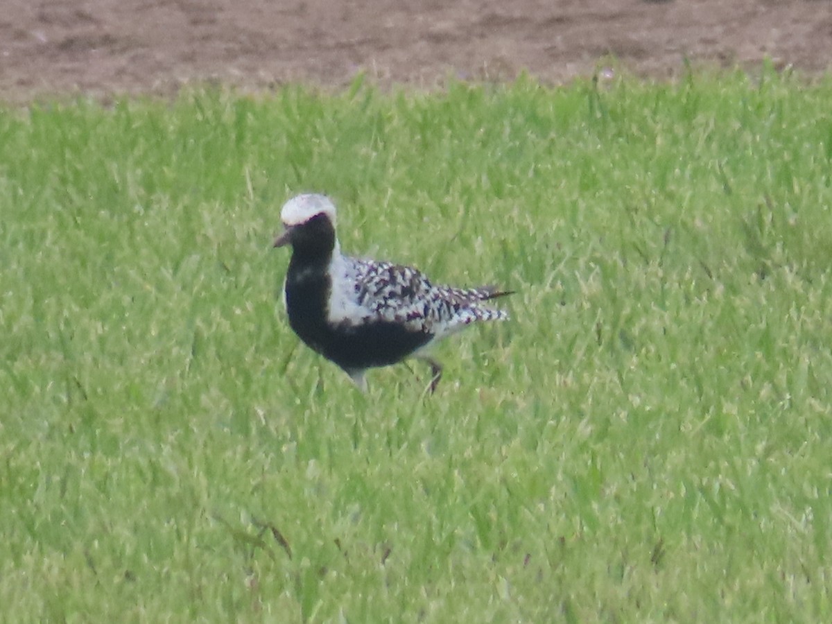 Black-bellied Plover - ML619462190