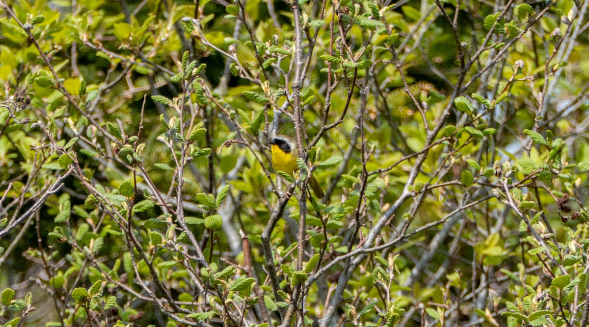 Paruline masquée - ML619462194