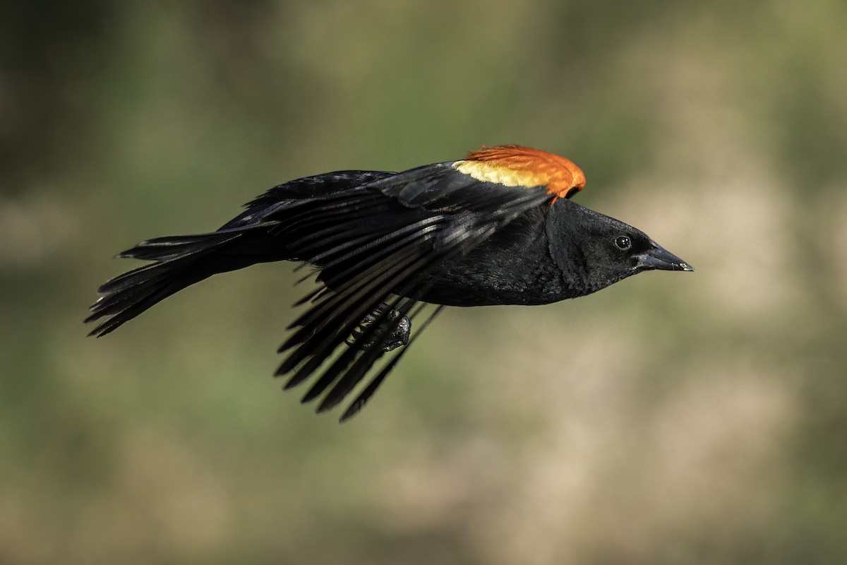 Red-winged Blackbird - ML619462195
