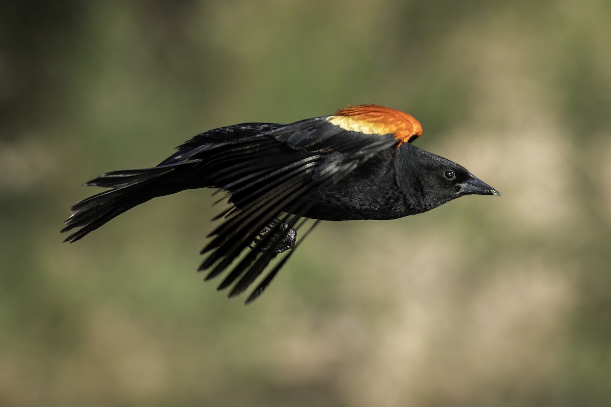 Red-winged Blackbird - Eric Gofreed