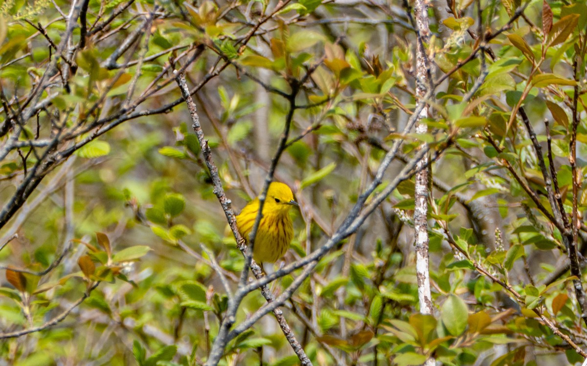 Yellow Warbler - ML619462200