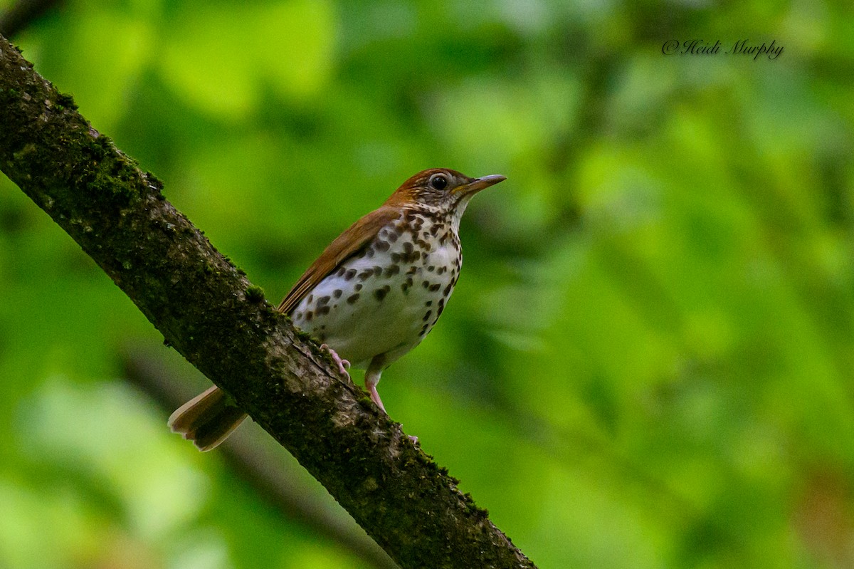 Wood Thrush - Heidi Murphy