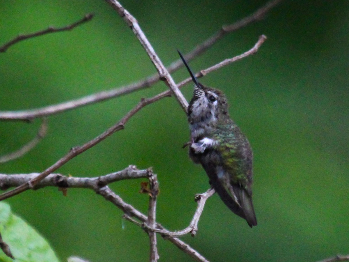 Anna's Hummingbird - Roger Hammer