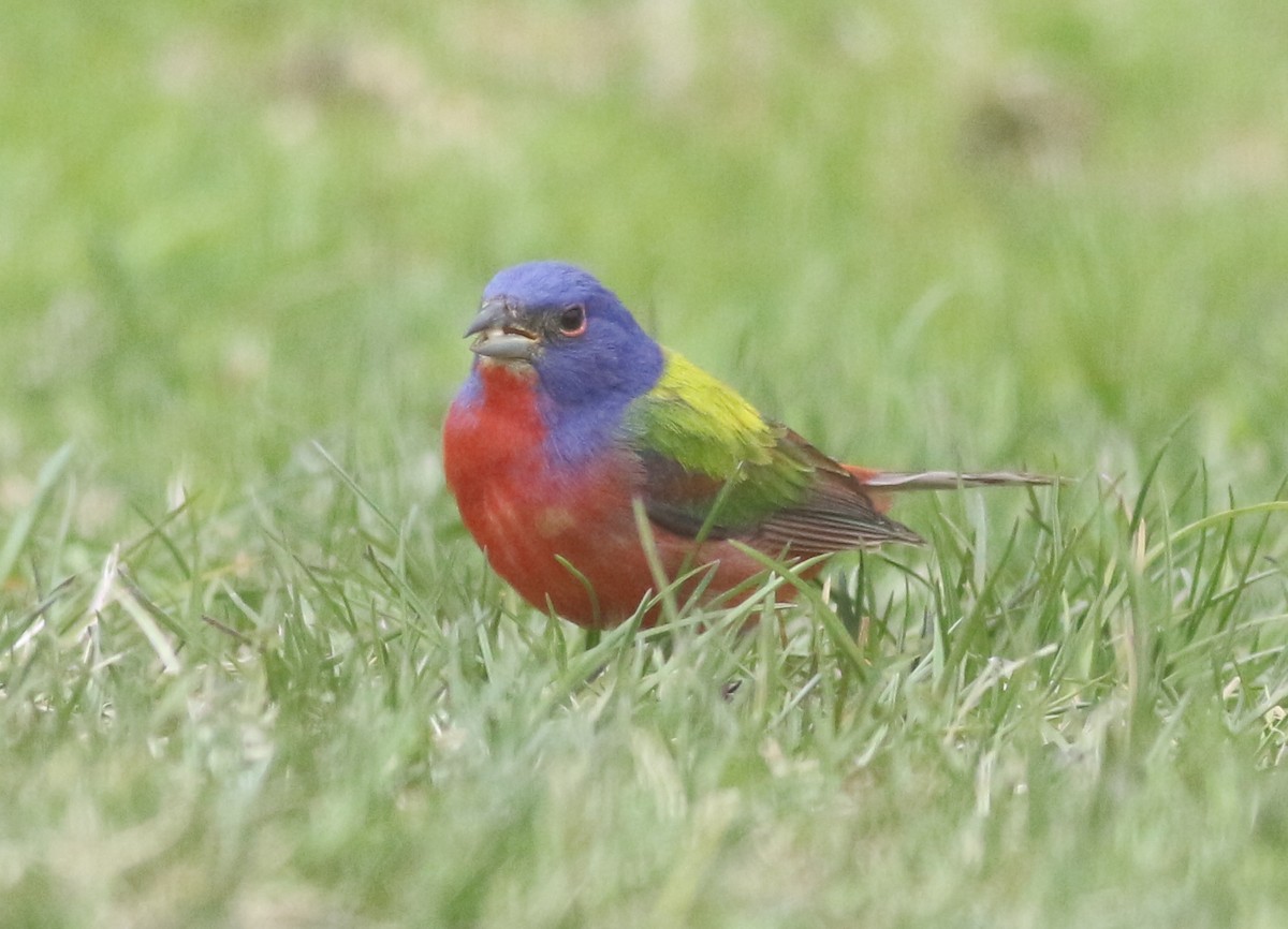 Painted Bunting - ML619462223