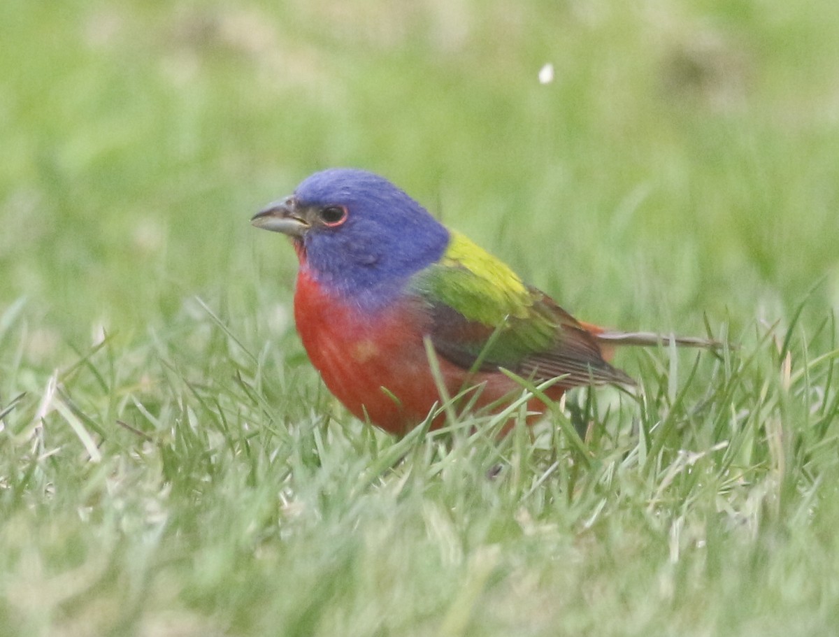 Painted Bunting - Randolph White 🦅