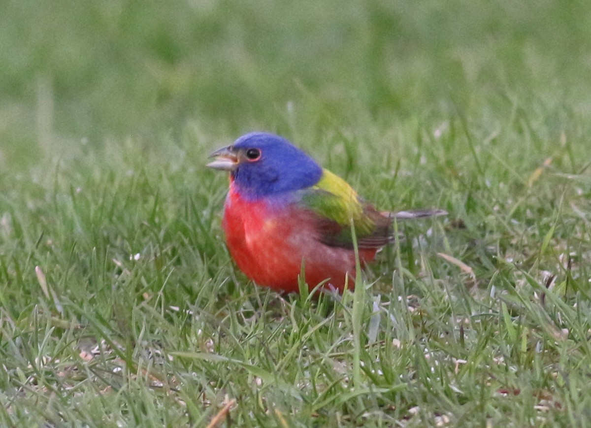 Painted Bunting - ML619462226