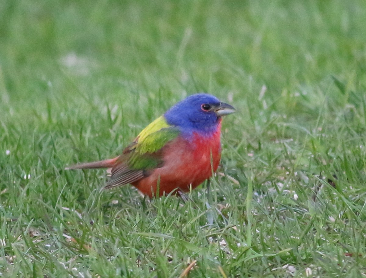 Painted Bunting - Randolph White 🦅