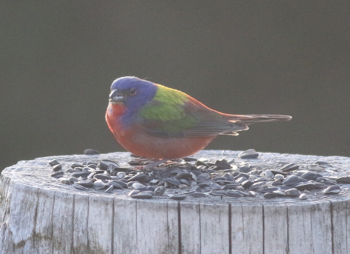 Painted Bunting - ML619462228
