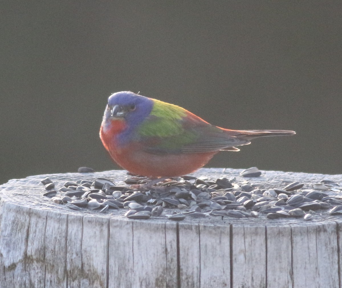 Painted Bunting - ML619462229
