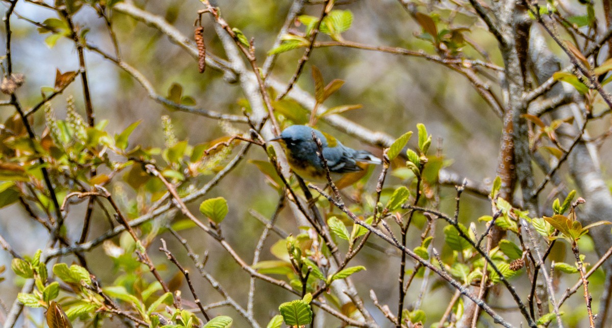 Northern Parula - ML619462235