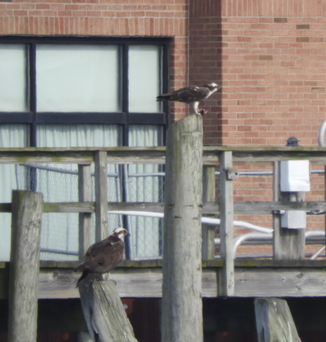 Osprey (carolinensis) - Laura Markley