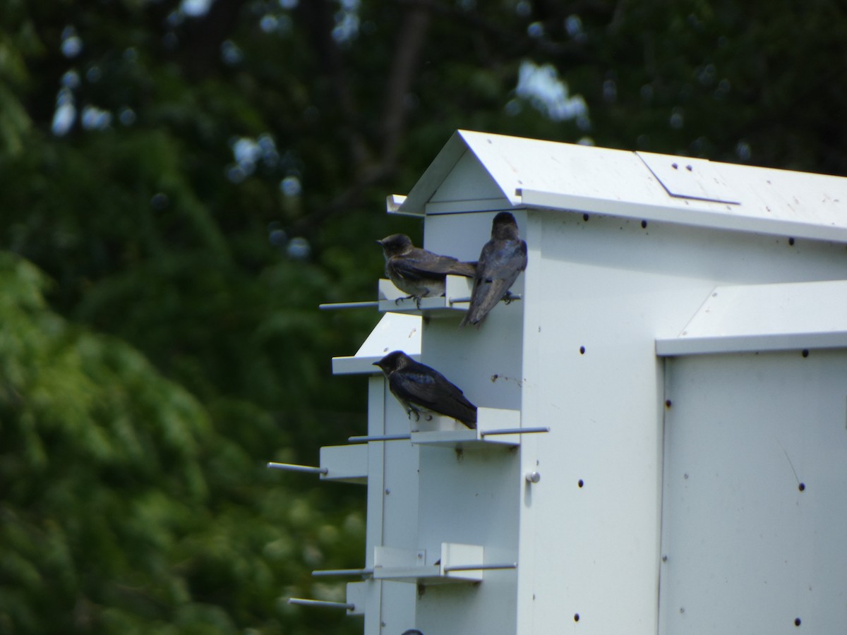 Purple Martin - Justin Reed