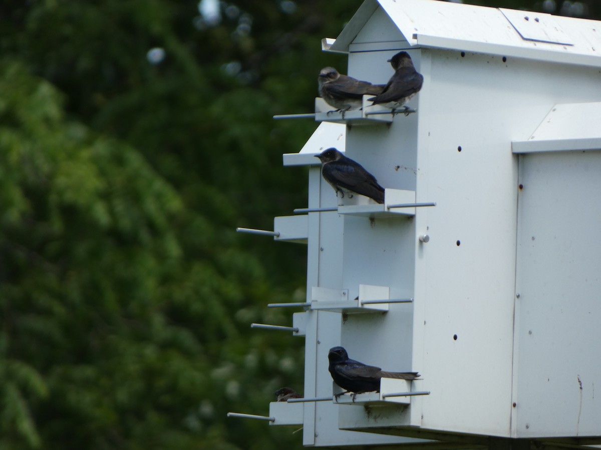 Purple Martin - ML619462246