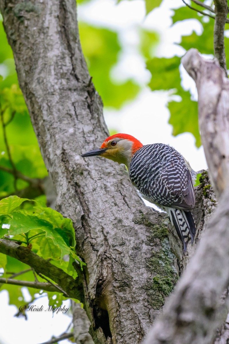 Red-bellied Woodpecker - ML619462249
