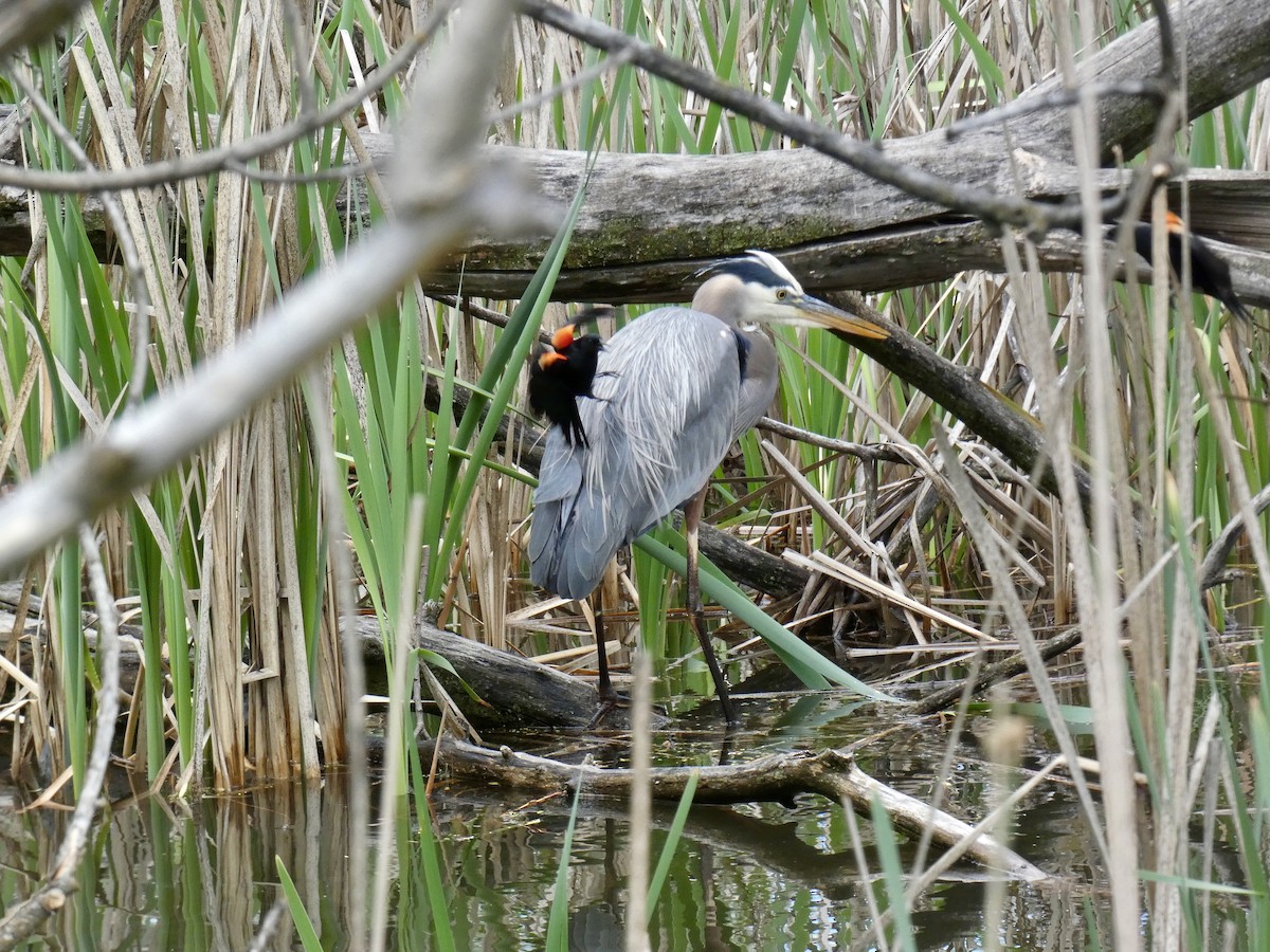 Great Blue Heron - ML619462250