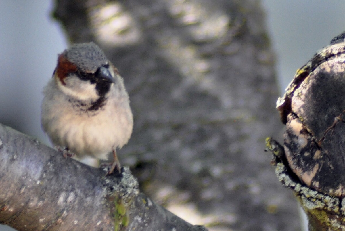 House Sparrow - Joanne Moffett